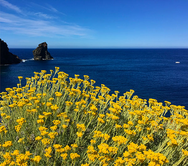 Faraglione in giallo